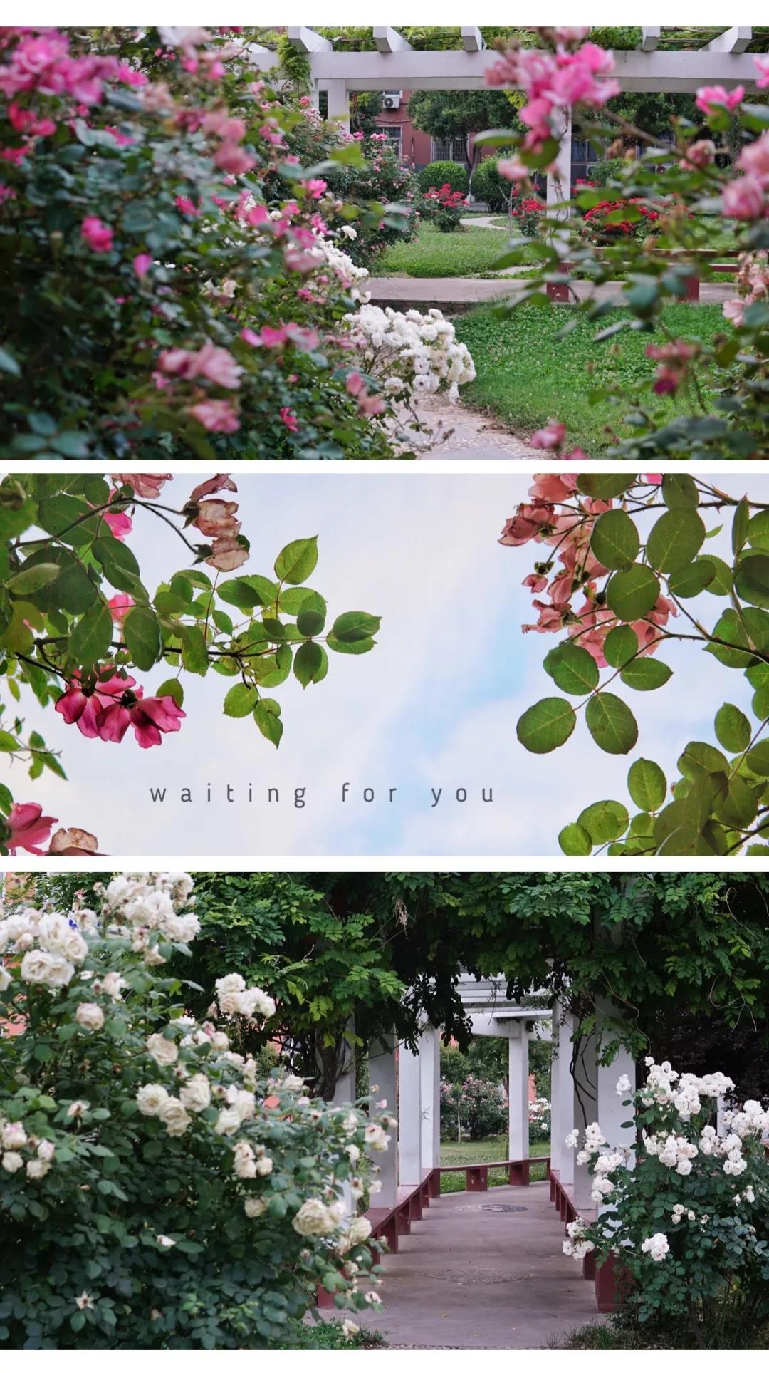 1591080664658038008.jpg 4.jpg